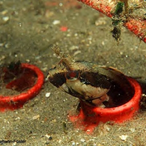 1st Honorable Mention - Fringehead Blenny