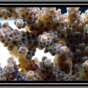 Acropora polyps