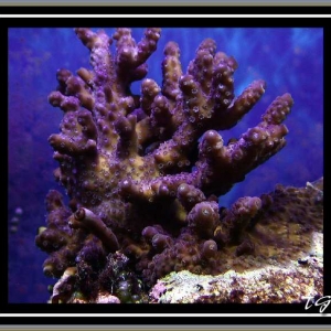 Purple Acropora sp.