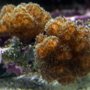 pocillopora-damicormis