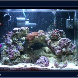 12 gallon Nano 03/15/04