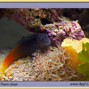 bicolor blenny