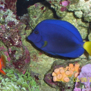 Purple Tang