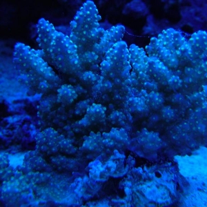 new coral