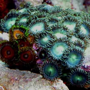 green zoanthids