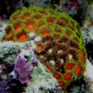 dark pink zoanthids