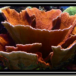 Orange Montipora cap