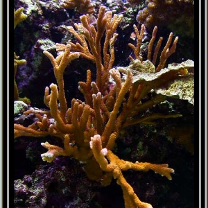 Orange Montipora digitata