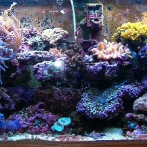 Recent Tank Shot