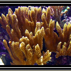 Montipora spumosa