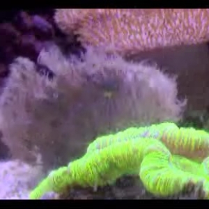 Angler Feeding - pt 4
