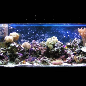 Current Tank Shot 3-23-04