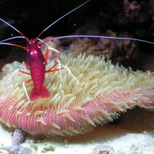 Plate With Blood Shrimp