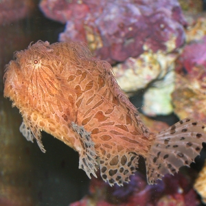 Angler Swimming