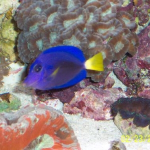 Purple Tang