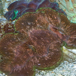 Squamosa