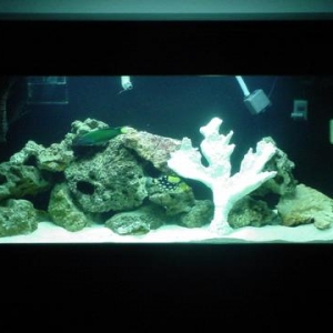 Louie's Tank