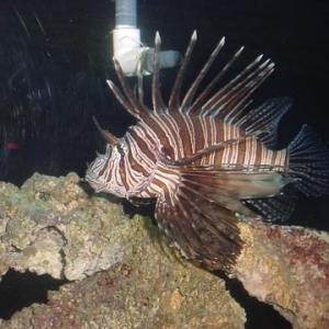 Lion Fish