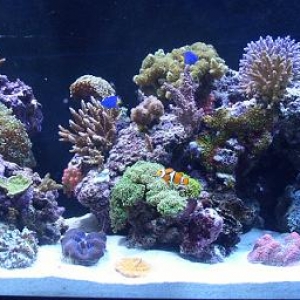 90 Gal Reef