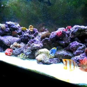 Full Tank Shot