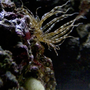 Nasty critter...apstasia