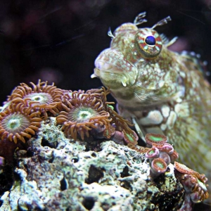 Algae Blenny and Zo Frag