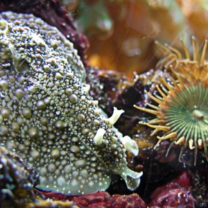 Baby Sea Hare