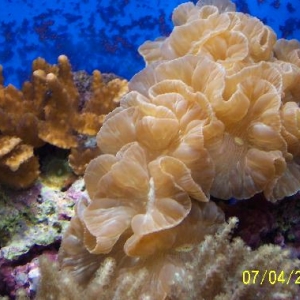 FOX coral