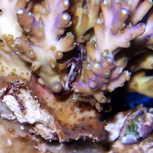 commensal acropora crab