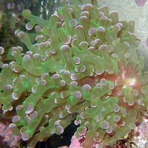 Frogspawn coral