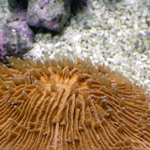 Orange fungia plate