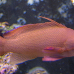 new Lyretail Anthias