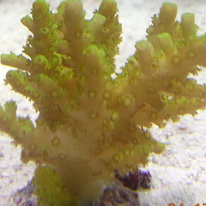 yellow acro