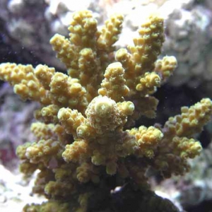 New acropora