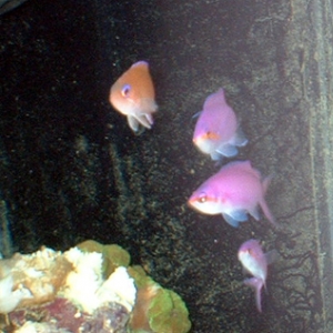 Purple Queen Anthias