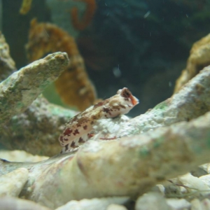 Red Scooter Blenny