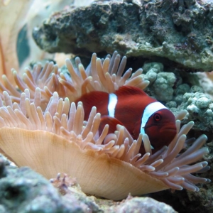 Maroon Clown