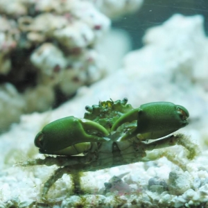 Emerald Crab