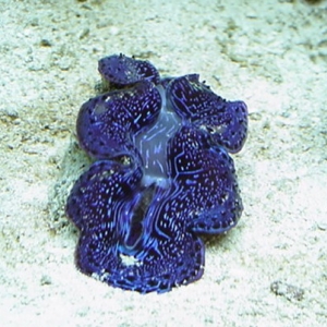blue maxima