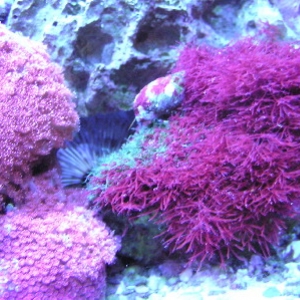 red gonipora and macro