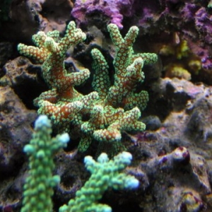 Green Seriatopora