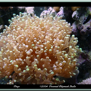 Frogspawn