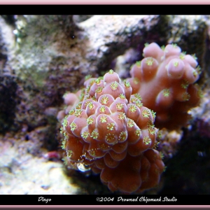 Green polyped acro