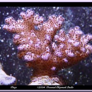 Porcillopora