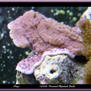 Purple polyped monti cap