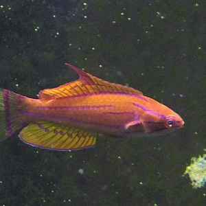 new wrasse