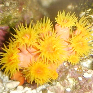 sun coral