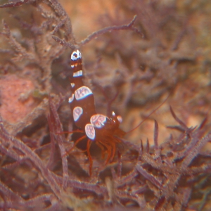 Sexy Shrimp 2