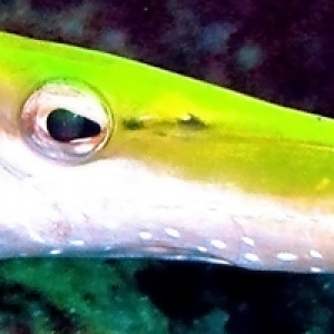 Trumpetfish in West Palm