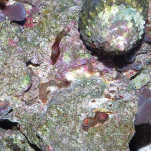 Zoanthid leasions